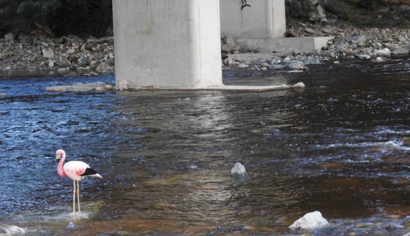 Apareció un flamenco sobre el río Yuspe de Cosquín | Córdoba