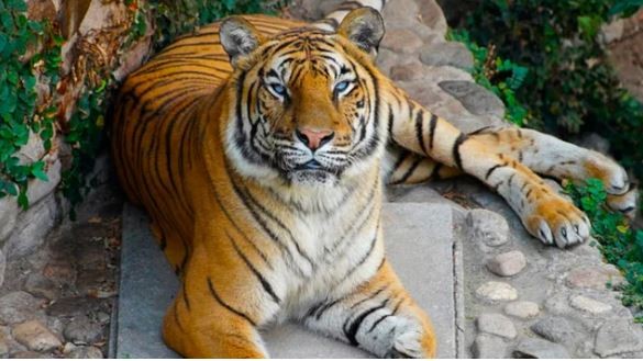 Murió Brisa, la tigresa más longeva de Córdoba | Actualidad