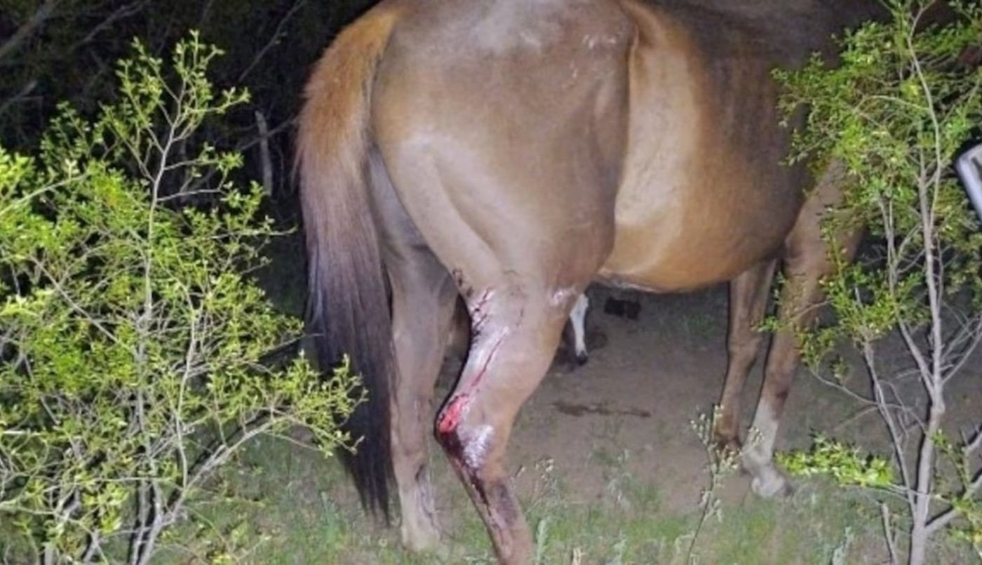 Un motociclista alcoholizado chocó contra un caballo y está en estado crítico | Córdoba