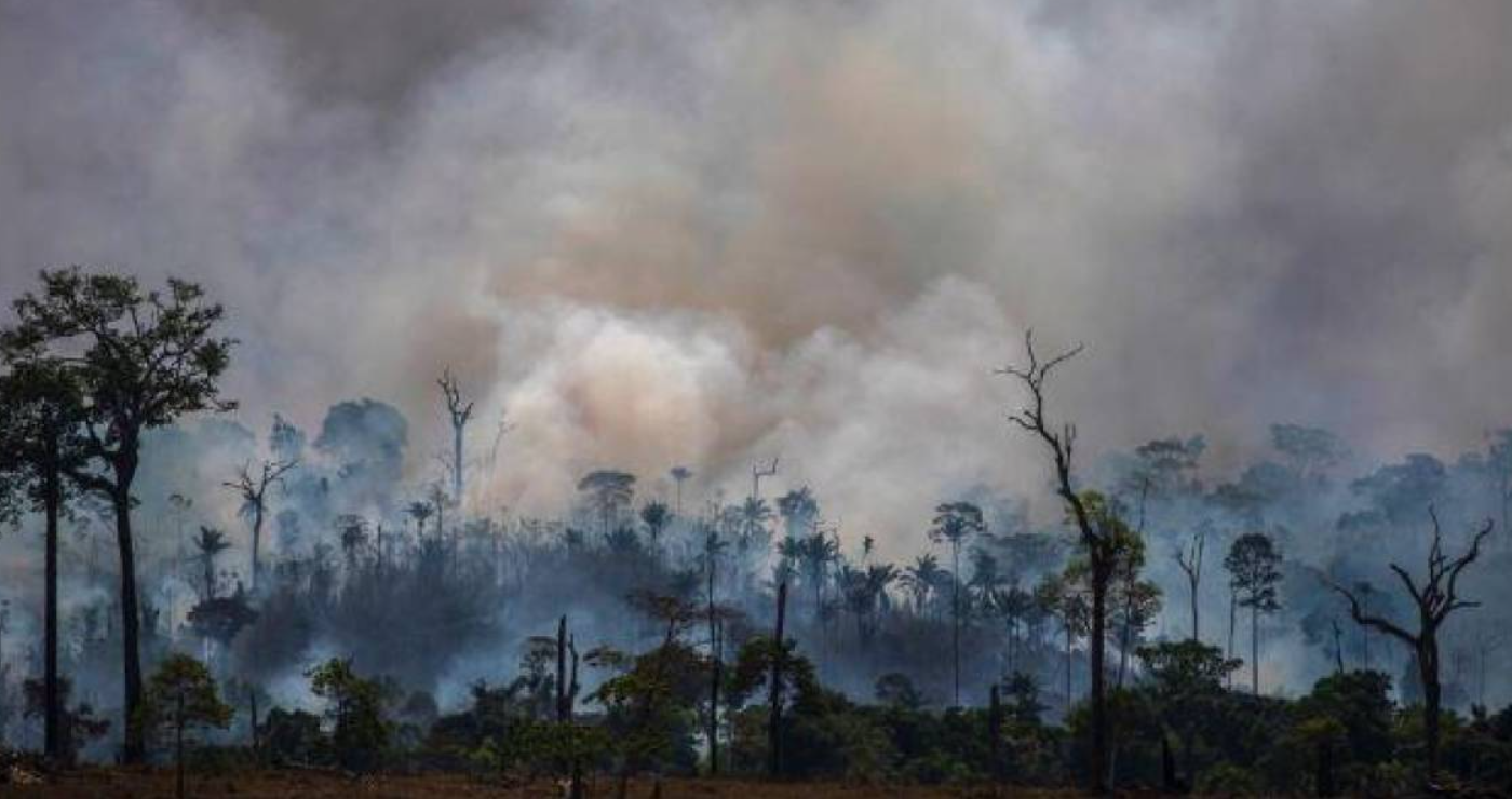 Interpol detuvo a 26 personas por deforestación ilegal en frontera entre Argentina, Brasil y Paraguay | Actualidad