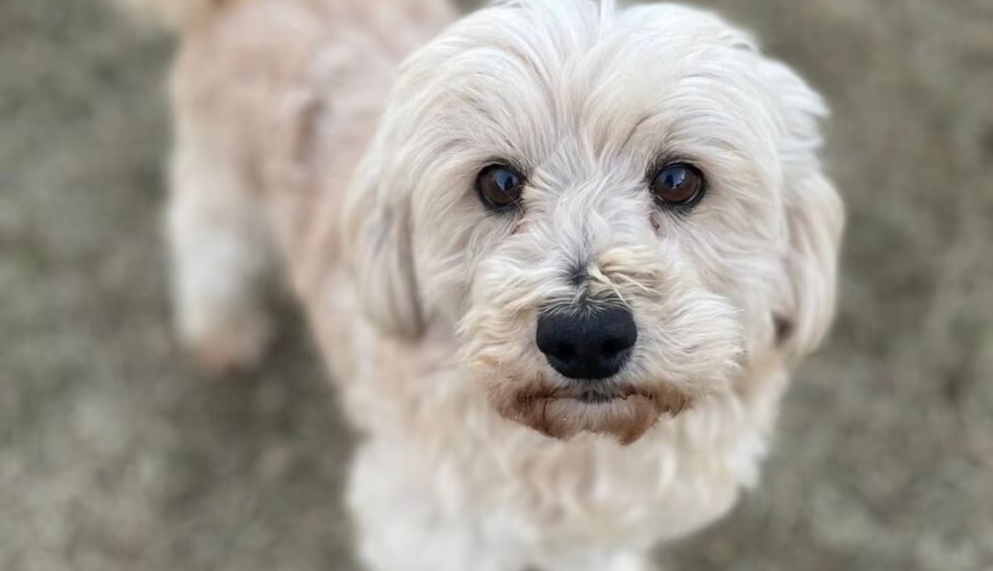 Villa del Rosario: un caniche enfrentó a ladrones y quedó gravemente herido | Córdoba