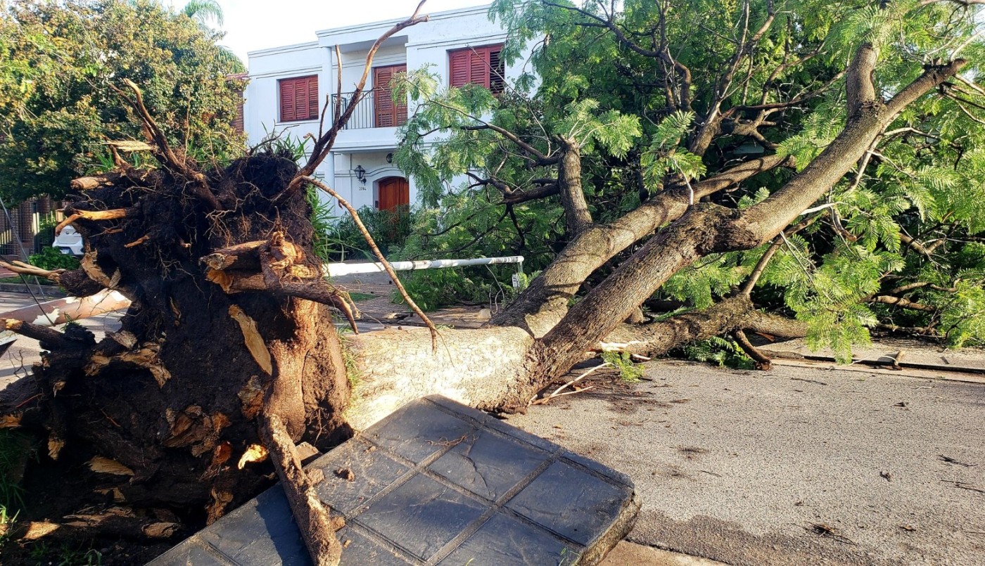 Las consecuencias de las tormentas en Córdoba: árboles caídos, techos volados y calles inundadas | Córdoba
