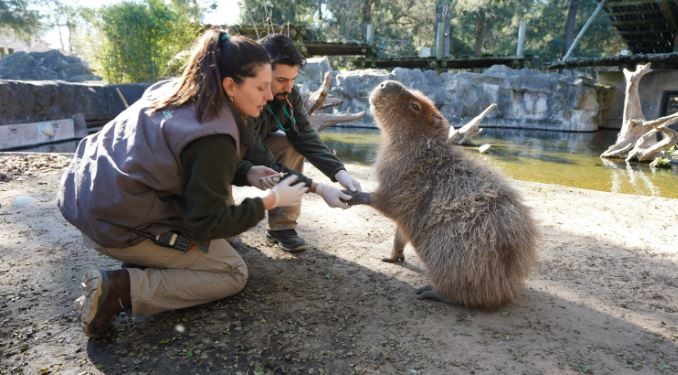 Los carpinchos no son mascotas: la historia de Ñato, el carpincho que solo comía galletitas y pan | Actualidad