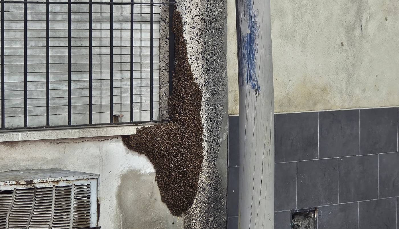 Enjambre de abejas genera preocupación en Rosario: expertos aseguran que no hay peligro | Actualidad