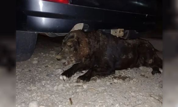 Crueldad animal en Bariloche: torturaron y enterraron viva a una perra perdida | Actualidad