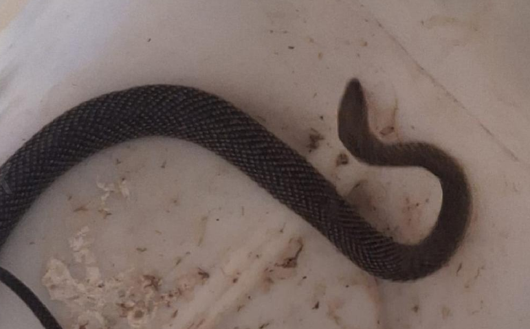 Capturan serpiente en barrio Güemes de Córdoba | Córdoba