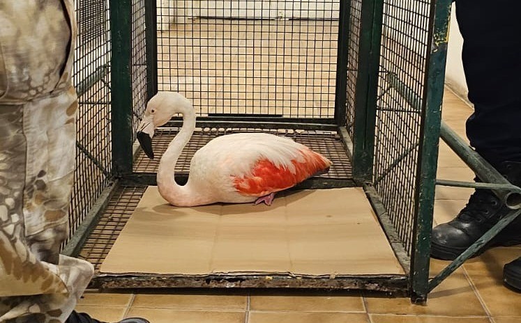 Rescataron un flamenco rosado cerca del Aeropuerto de Córdoba | Córdoba
