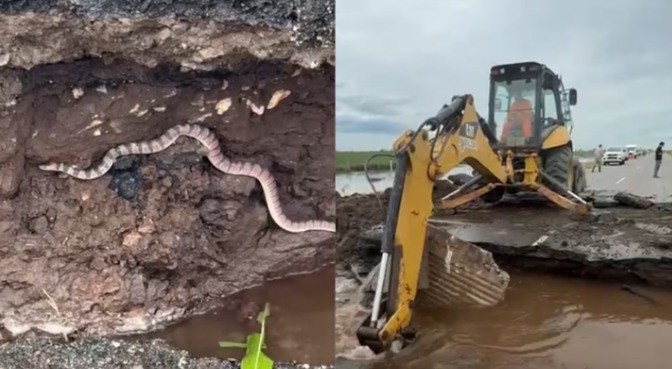 Una víbora luchó contra una retroexcavadora en el socavón de la Ruta 10 | Córdoba
