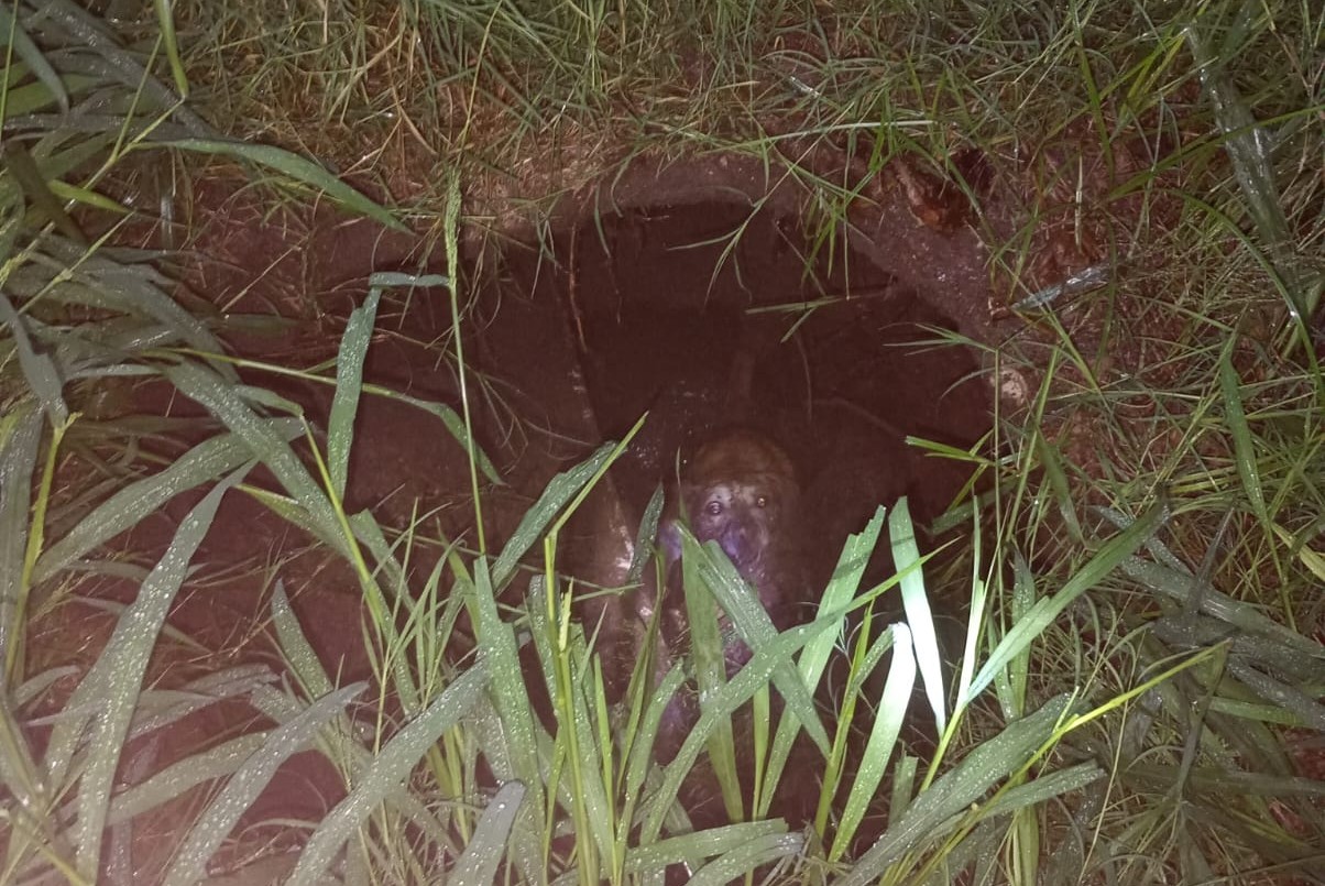 Rescataron a un perro que cayó a un pozo negro tras el diluvio | Córdoba