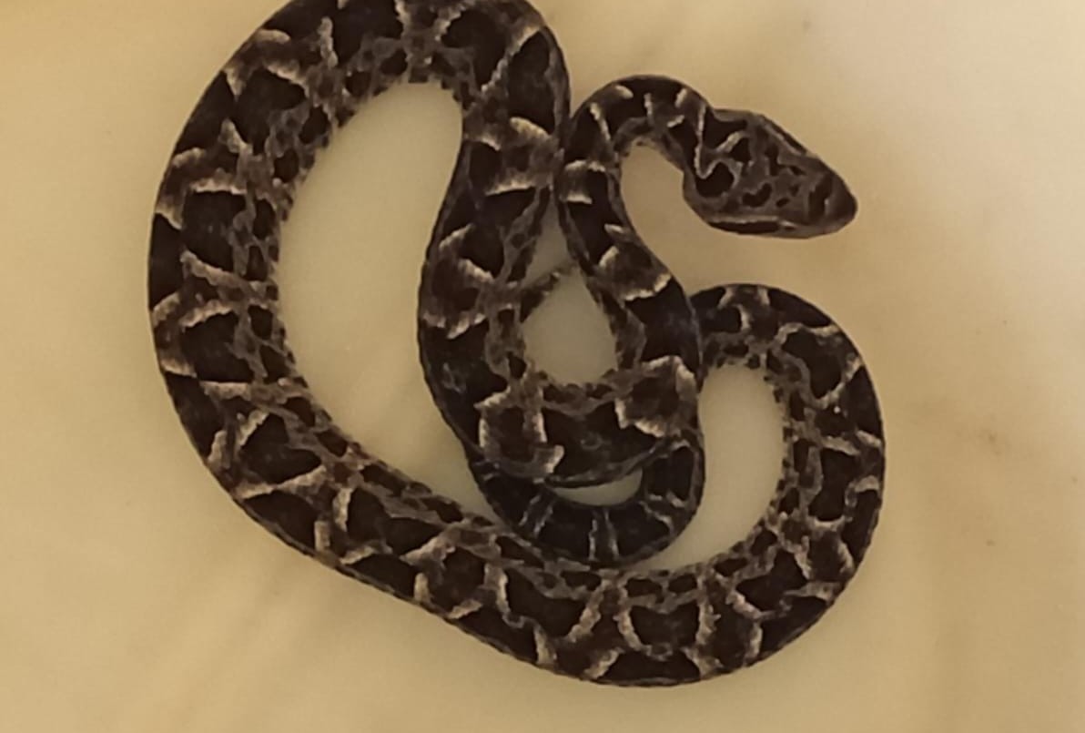 Capturaron una serpiente en el interior de una vivienda | Córdoba