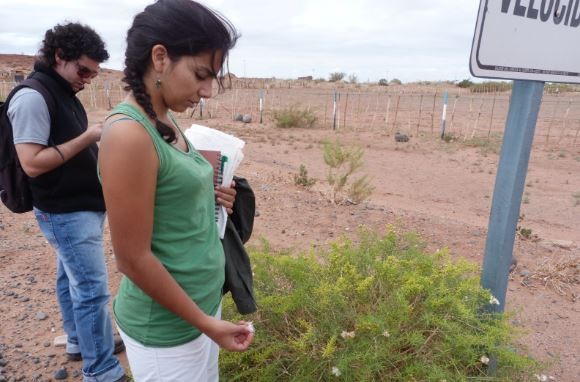 Restauran áreas degradadas por la actividad petrolera en Neuquén | Actualidad