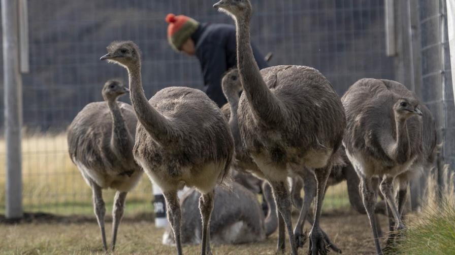 Trasladan desde Santa Cruz a Chile 15 ñandúes para aumentar su población | Actualidad