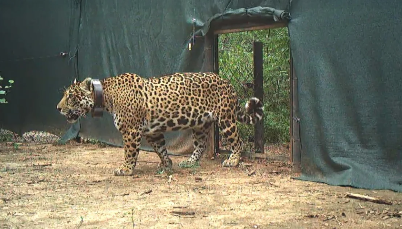Liberaron en El Impenetrable a "Miní", una yaguareté silvestre proveniente de Iberá | Actualidad