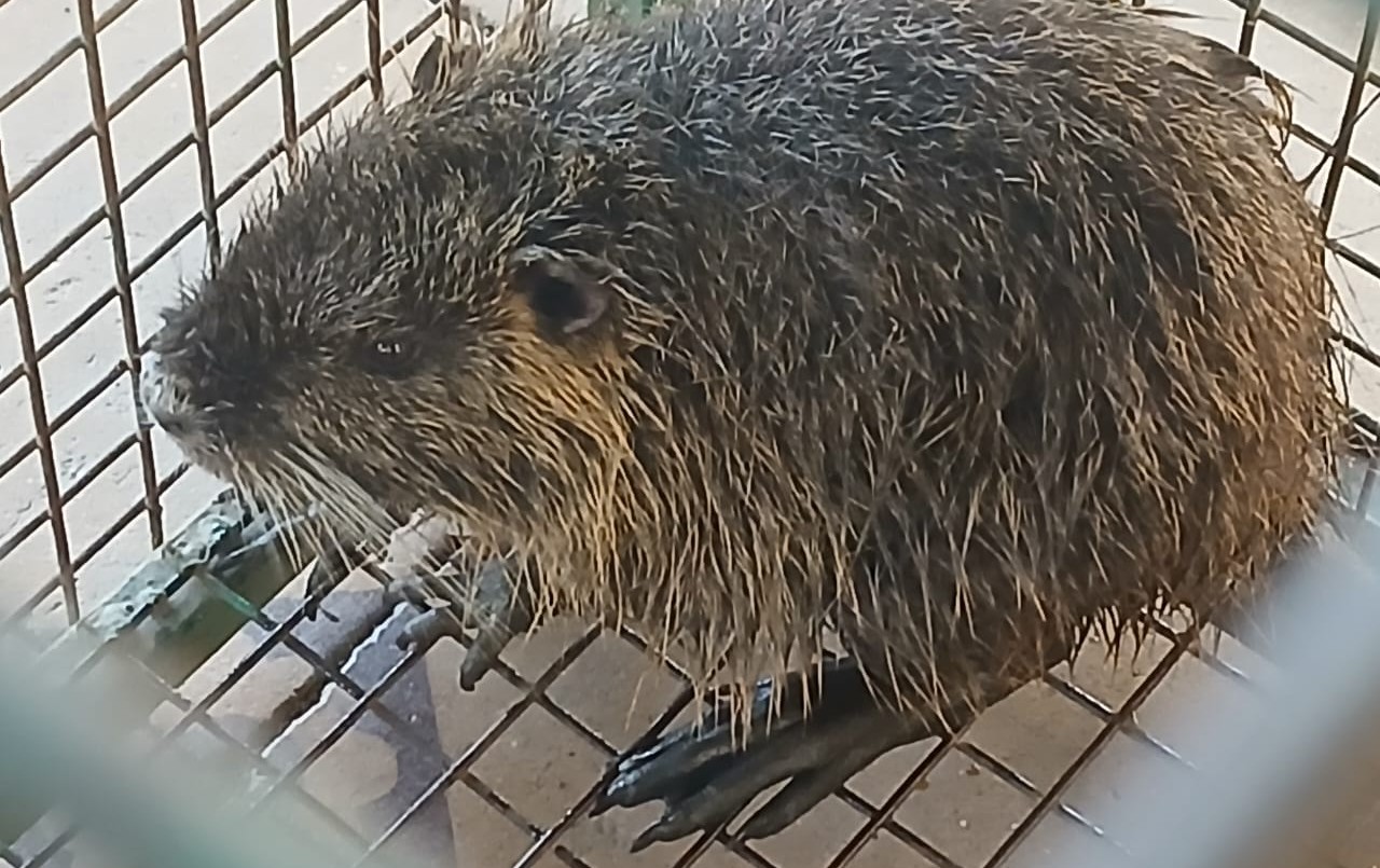 Rescataron un Coipo juvenil en Quebrada de las Rosas | Córdoba