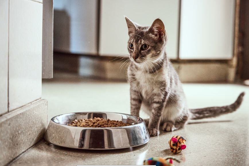 Primera licencia laboral para los empleados que decidan adoptar una mascota | Actualidad