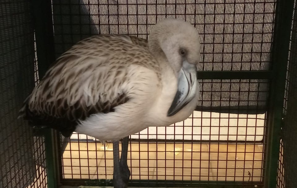 Sorprendente: encontraron un flamenco austral en una cosmética de Córdoba | Córdoba