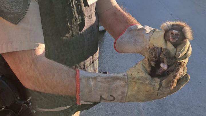 Rescataron un mono tití en un operativo en Córdoba | Córdoba