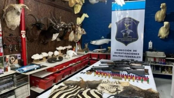 Desarticularon un taller ilegal de taxidermia en Berazategui que estaba repleto de animales embalsamados | Actualidad