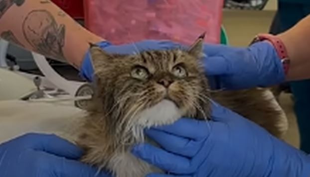 Una pareja cayó más de 100 metros en un cañón de EEUU: su gata fue la única sobreviviente | Internacionales