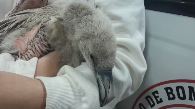 Oliva: hallaron una cría de flamenco al costado de la ruta | Córdoba