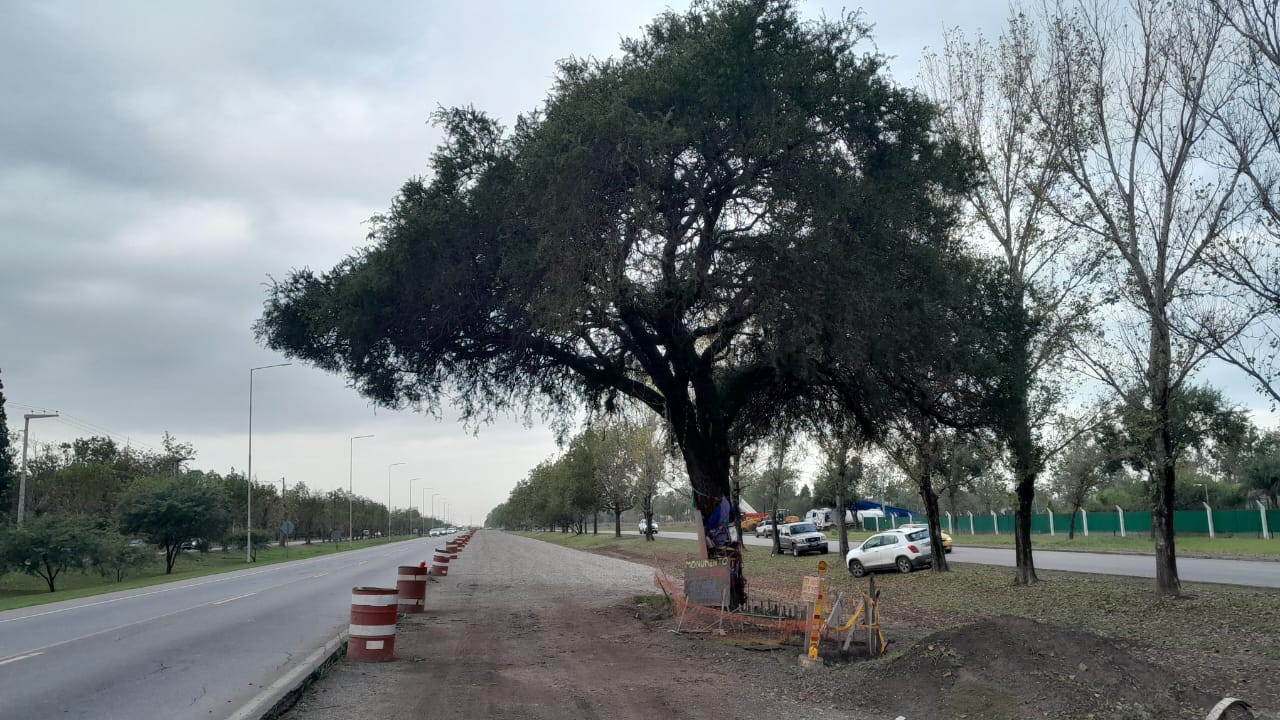 Vecinos de Villa Allende piden salvar el Quebracho Blanco | Córdoba