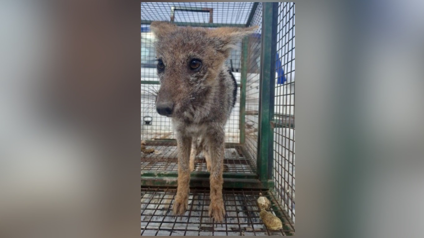 Rescataron a un zorro que cayó a un pozo | Córdoba