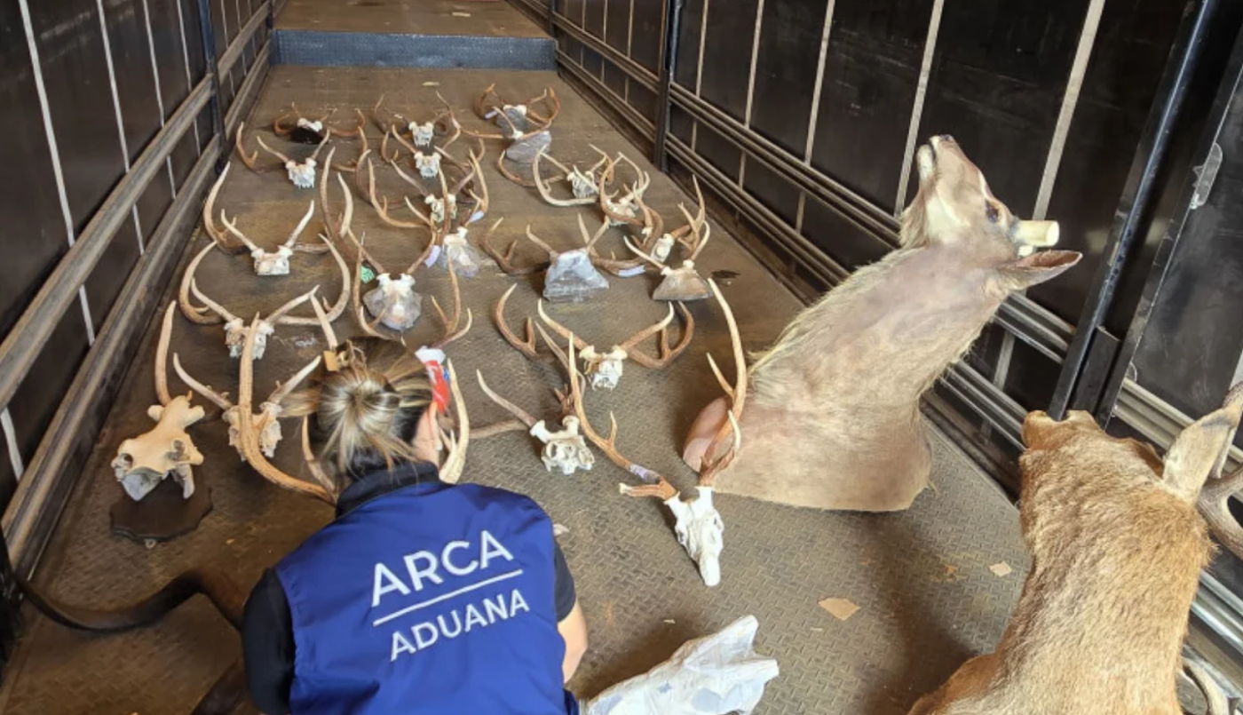 Hallan animales taxidermizados sin declarar en un camión que salía del país | Actualidad