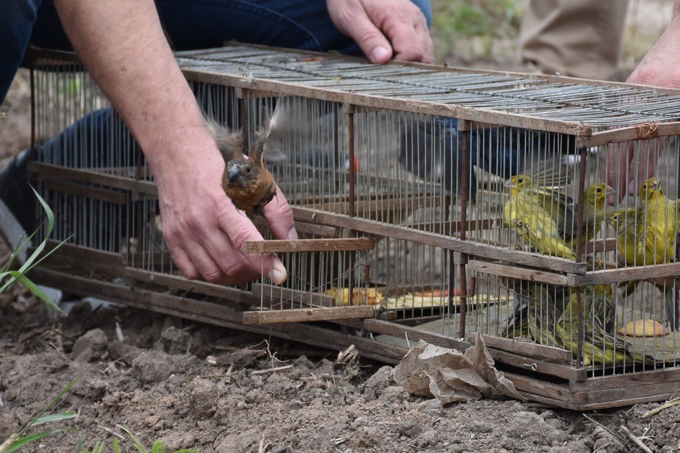 Policía Ambiental liberó un carpincho y 48 aves silvestres en Balnearia | Córdoba