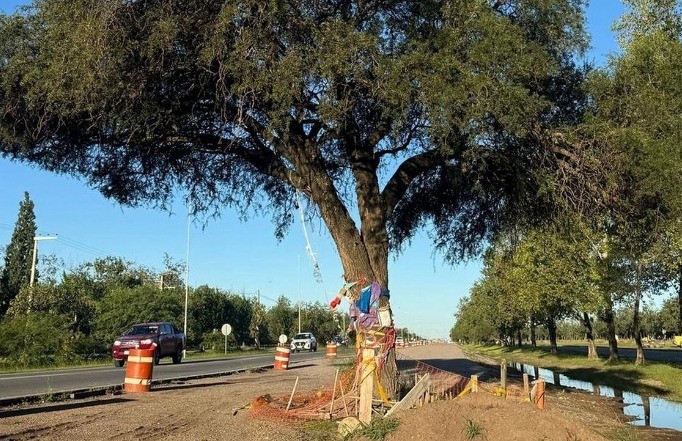 La Justicia permitió la remoción del árbol histórico de Villa Allende | Córdoba