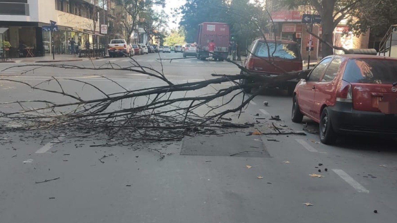 Una rama de gran tamaño cayó sobre un auto en Nueva Córdoba | Córdoba
