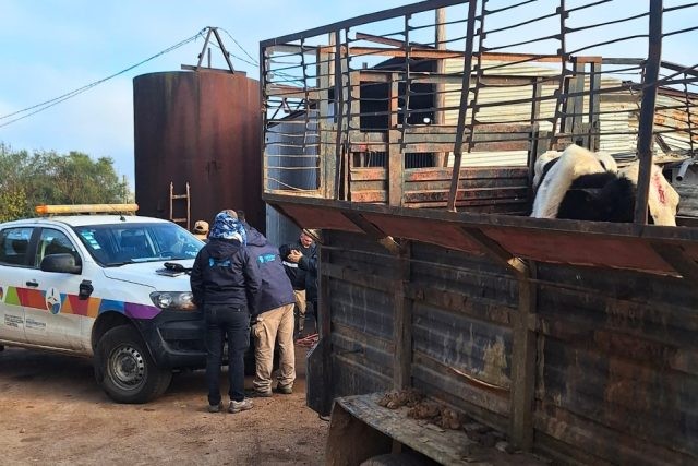 Clausuraron una sala de faena clandestina y decomisaron 1400 kilos de carne | Córdoba
