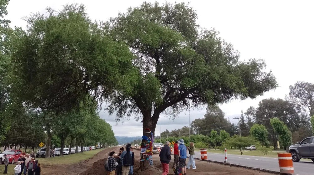 Inició la remoción del quebracho histórico en Villa Allende | Córdoba