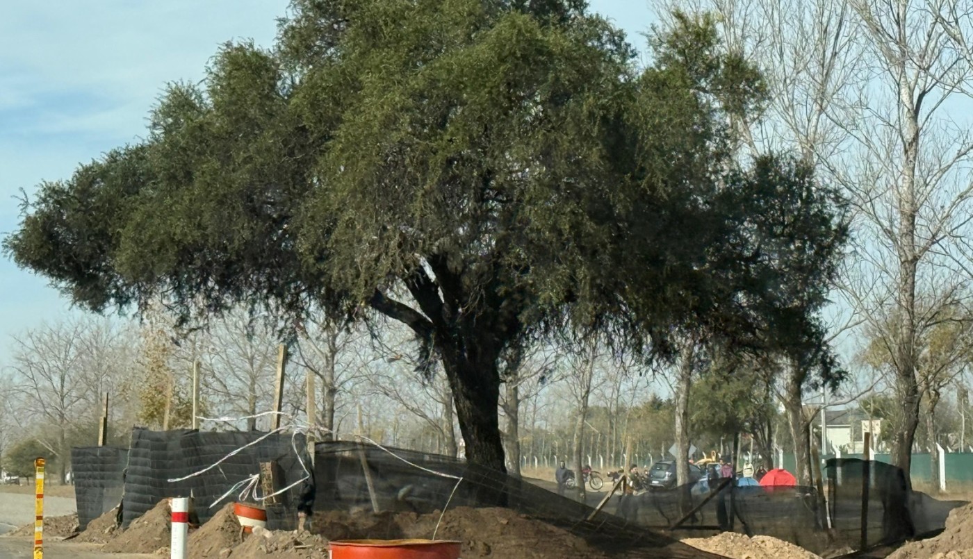 Vecinos de Villa Allende convocan a una caravana para defender el quebracho blanco | Córdoba