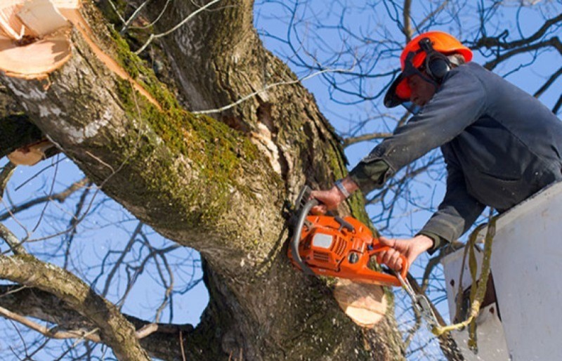 Tragedia en el interior: un hombre murió tras caer de una escalera mientras podaba un árbol | Córdoba