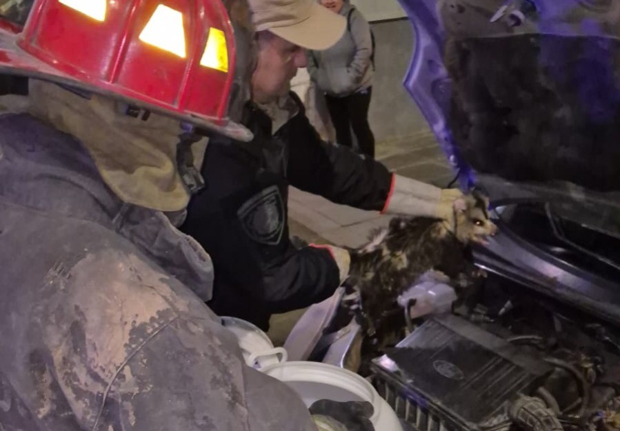 Insólito hallazgo en Córdoba: encontraron a una comadreja escondida en el motor de un auto | Córdoba