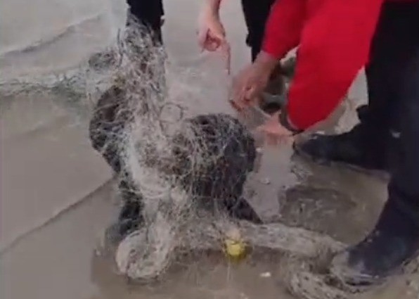 Héroes: bomberos cordobeses liberaron a un cachorro de lobo marino atrapado en una red | Córdoba