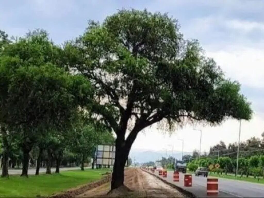 Mision cumplida: así lograron trasladar el quebracho blanco de la Avenida Luchesse | Córdoba