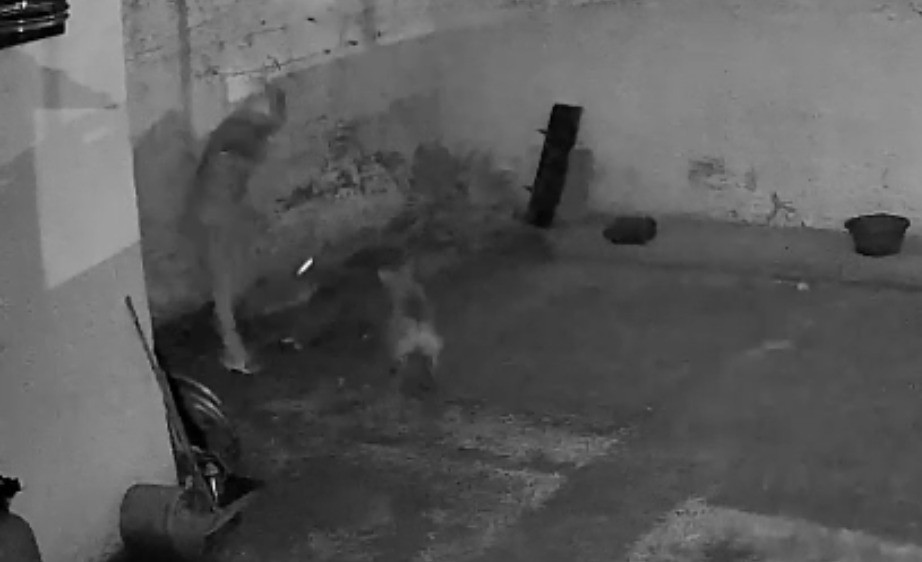 Robo frustrado: intentó entrar a una casa y fue sorprendido por las perras | Córdoba