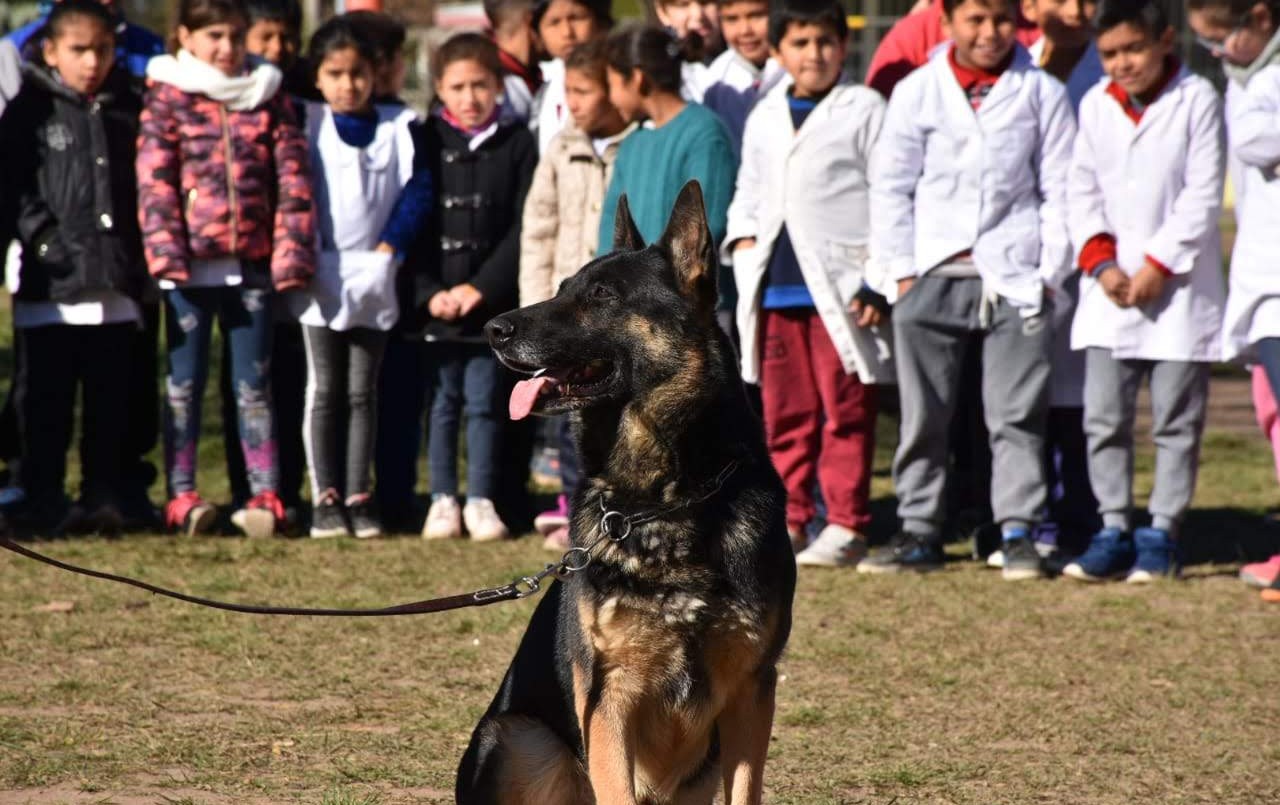 Se retiró Juez, el perro más experimentado de la Brigada Canina de Córdoba | Córdoba