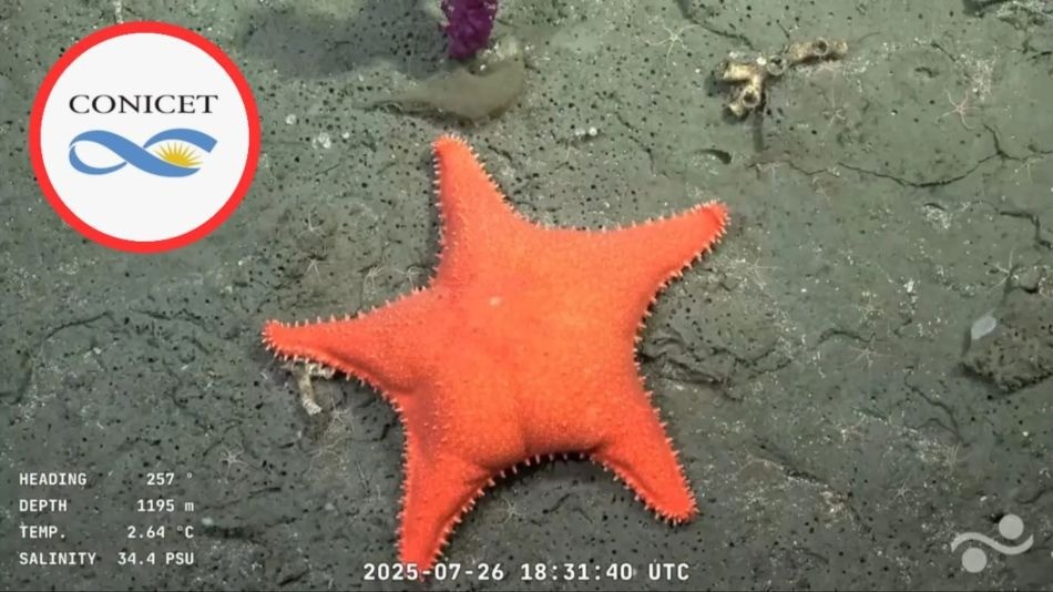 Científicos argentinos exploran las profundidades del Mar Argentino en un streaming que sorprende al mundo | Actualidad