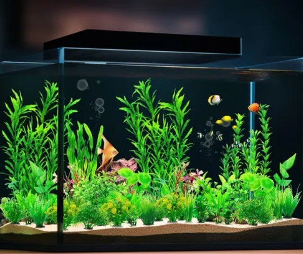 Efecto streaming: ¿Cuánto cuesta tener peces en casa? | Actualidad