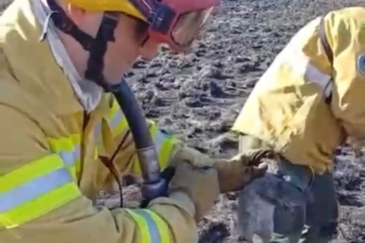 Bomberos voluntarios rescataron a una familia de cuices durante un incendio en Villa Allende | Córdoba