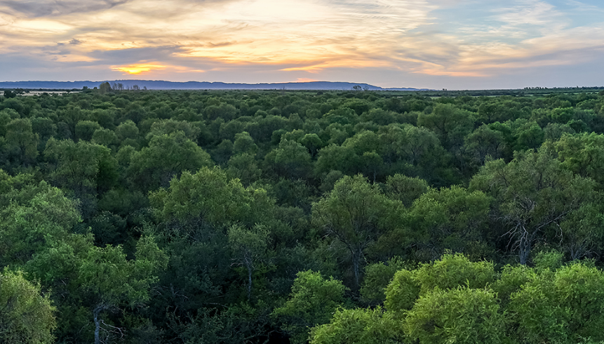Inició la transferencia de fondos para propietarios de bosques nativos | Córdoba