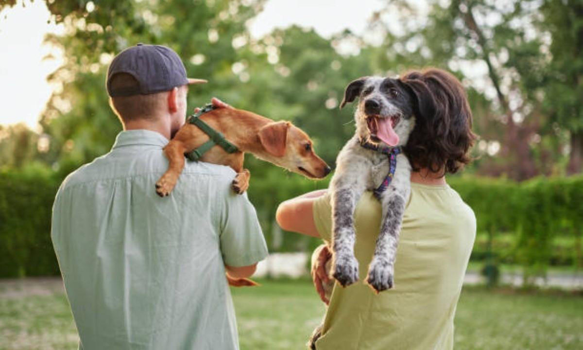 Justicia de Córdoba desestimó un acuerdo de cuidado de mascotas tras un divorcio | Córdoba