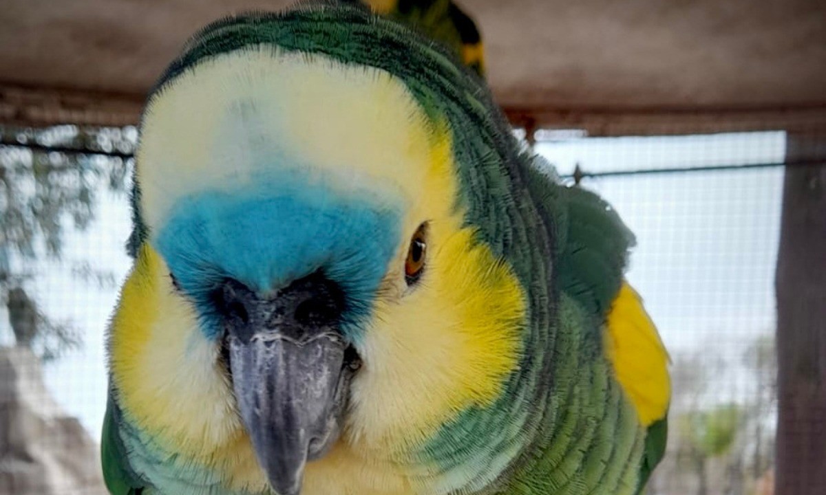 Policía Ambiental allanó una granja en Villa María y rescató 19 animales silvestres | Córdoba