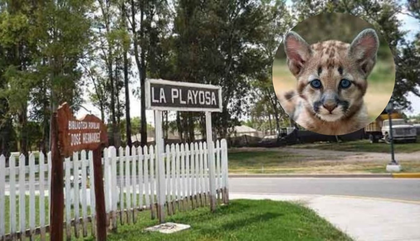 Detuvieron a un joven tras difundir en redes sociales el ataque a un cachorro de puma | Córdoba