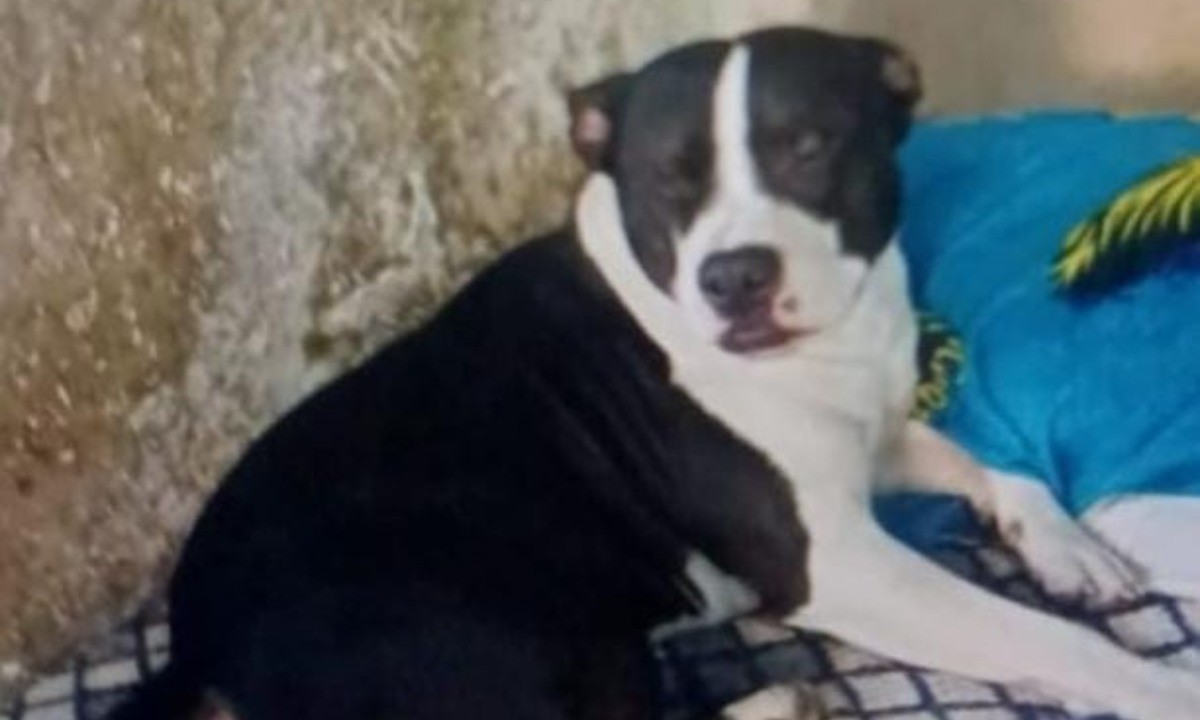 Adolescente de 16 años fue mordida por su perro pitbull | Córdoba