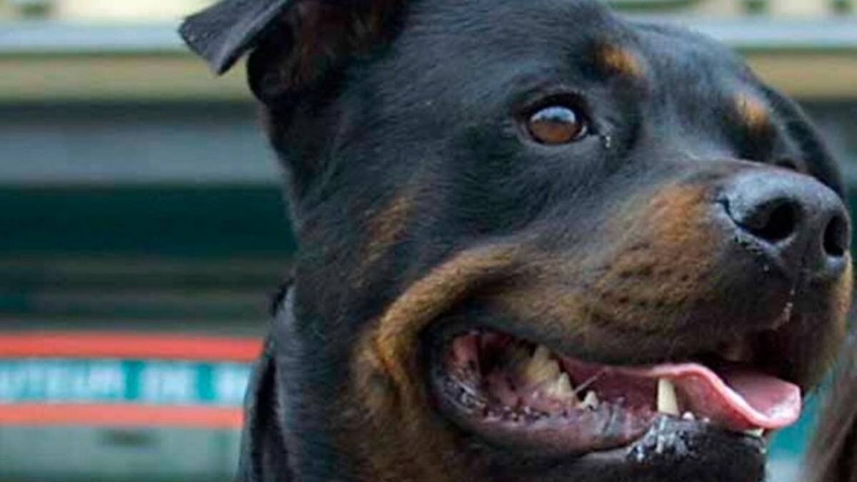 Otro niño herido en Córdoba por el ataque de un perro | Córdoba