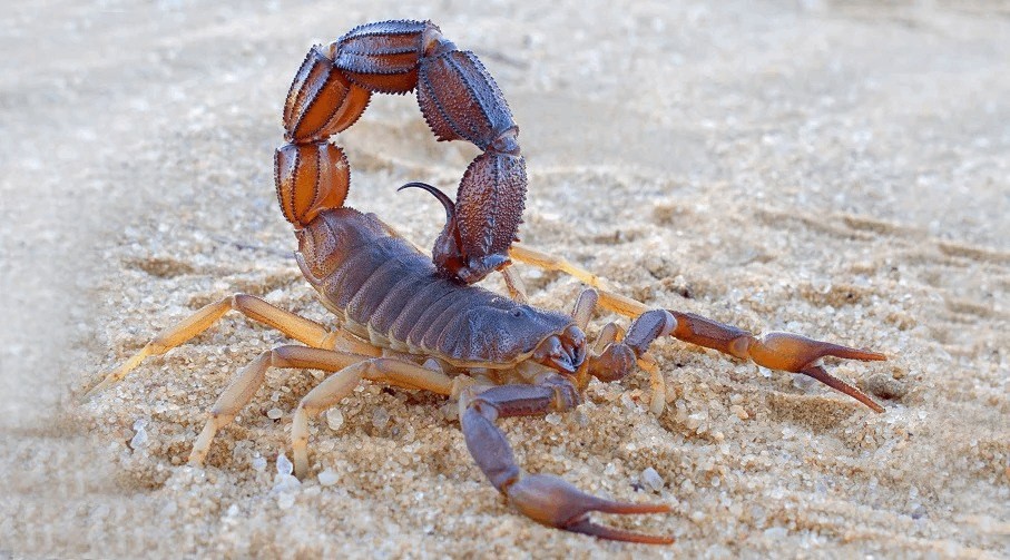 Llega el calor y los alacranes: cómo prevenir su presencia y actuar ante una picadura | Actualidad