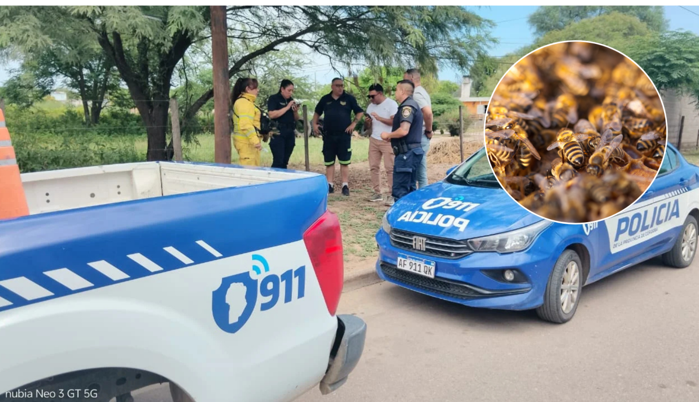 Un hombre murió tras ser atacado por un enjambre de abejas en el norte de Córdoba | Córdoba
